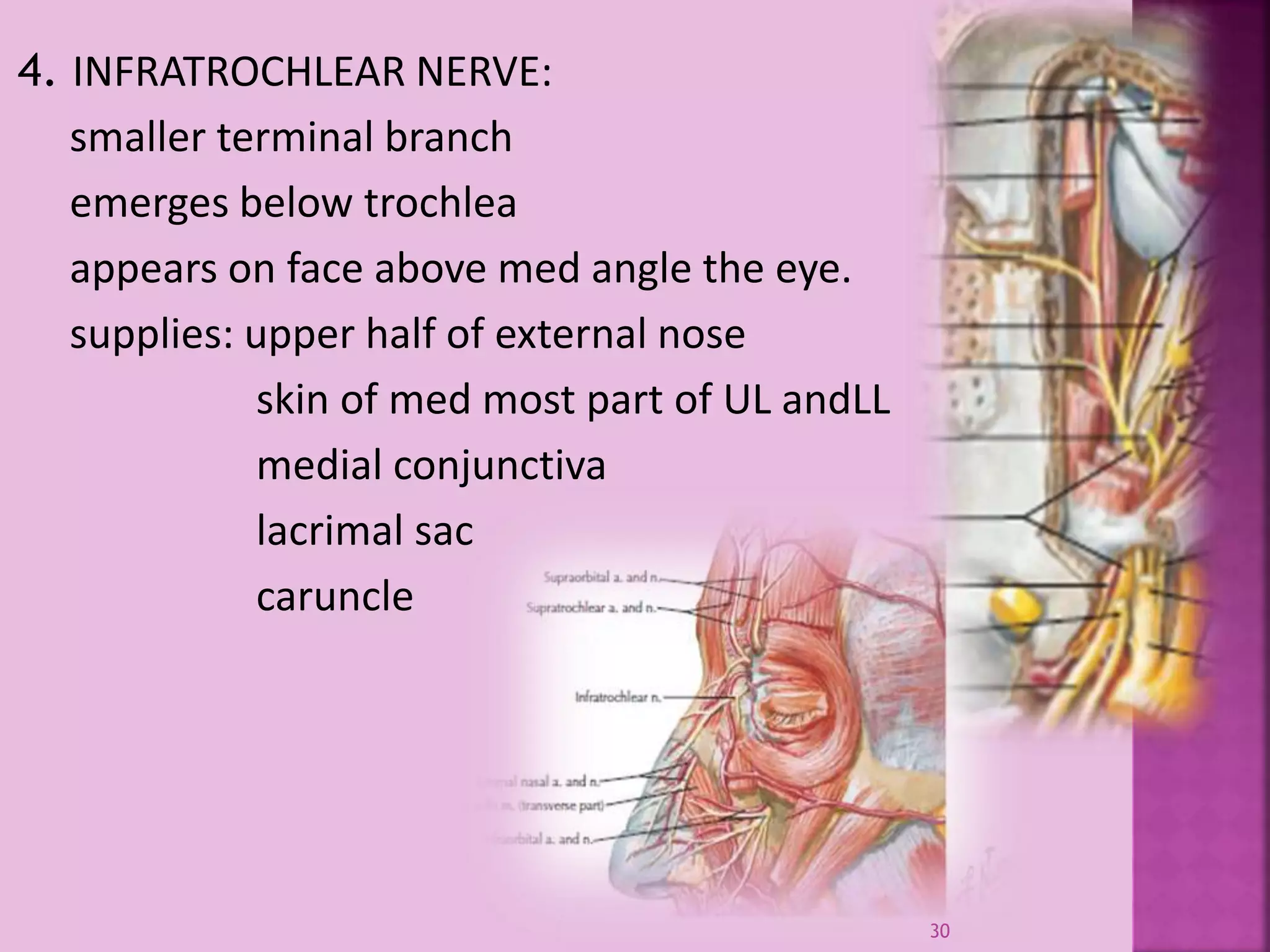 Trigeminal nerve and its importance in max-fac surgery | PPTX