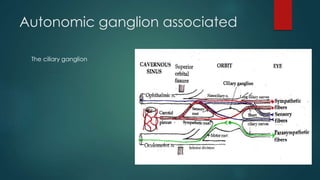 Autonomic ganglion associated 
The ciliary ganglion 
 