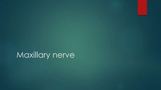 Maxillary nerve 
 