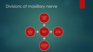 Divisions of maxillary nerve 
In middle 
cranial 
fossa 
Maxillary 
nerve 
Terminal 
branches 
In infrorbital 
groove and 
canal 
In 
pterygop-alatine 
fossa 
 
