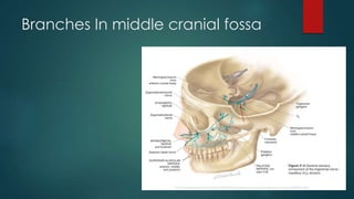 Branches In middle cranial fossa 
 
