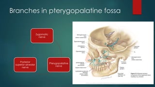 Branches in pterygopalatine fossa 
Zygomatic 
nerve 
Pterygopalatine 
nerve 
Posterior 
superior alveolar 
nerve 
 