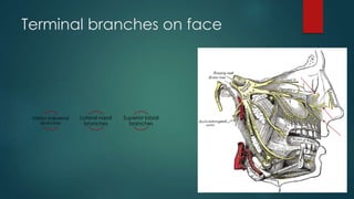 Terminal branches on face 
Inferior palpebral 
branches 
Lateral nasal 
branches 
Superior labial 
branches 
 