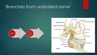 Branches from undivided nerve 
Nervus 
spinosus 
Nerve to 
internal 
ptrygoid 
muscle 
 