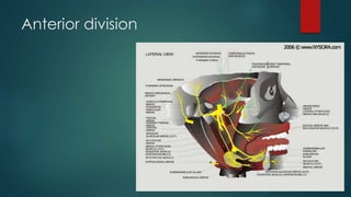 Anterior division 
 