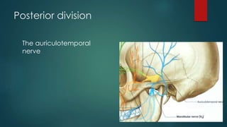 Posterior division 
The auriculotemporal 
nerve 
 