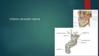 Inferior alveolar nerve 
 