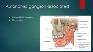 Autonomic ganglion associated 
 Submandibular ganglion 
 Otic ganglion 
 