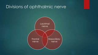 Divisions of ophthalmic nerve 
Lacrimal 
nerve 
Nasociliary 
nerve 
Frontal 
nerve 
 