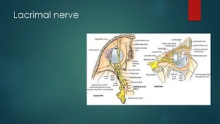 Lacrimal nerve 
 