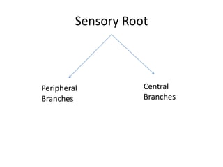 Sensory Root
Peripheral
Branches
Central
Branches
 