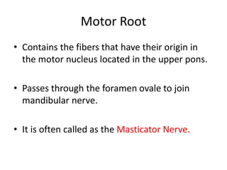 Motor Root
• Contains the fibers that have their origin in
the motor nucleus located in the upper pons.
• Passes through the foramen ovale to join
mandibular nerve.
• It is often called as the Masticator Nerve.
 