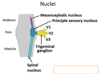 Nuclei
 