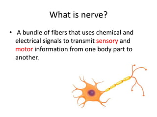 What is nerve?
• A bundle of fibers that uses chemical and
electrical signals to transmit sensory and
motor information from one body part to
another.
 