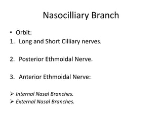 Nasocilliary Branch
• Orbit:
1. Long and Short Cilliary nerves.
2. Posterior Ethmoidal Nerve.
3. Anterior Ethmoidal Nerve:
 Internal Nasal Branches.
 External Nasal Branches.
 