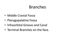 Branches
• Middle Cranial Fossa
• Pterygopalatine Fossa
• Infraorbital Groove and Canal
• Terminal Branches on the face.
 