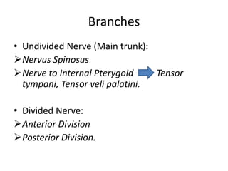 Branches
• Undivided Nerve (Main trunk):
Nervus Spinosus
Nerve to Internal Pterygoid Tensor
tympani, Tensor veli palatini.
• Divided Nerve:
Anterior Division
Posterior Division.
 