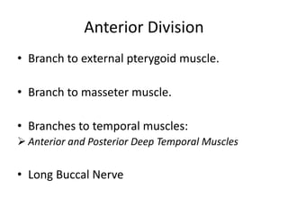 Anterior Division
• Branch to external pterygoid muscle.
• Branch to masseter muscle.
• Branches to temporal muscles:
 Anterior and Posterior Deep Temporal Muscles
• Long Buccal Nerve
 