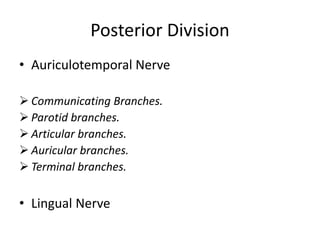 Posterior Division
• Auriculotemporal Nerve
 Communicating Branches.
 Parotid branches.
 Articular branches.
 Auricular branches.
 Terminal branches.
• Lingual Nerve
 