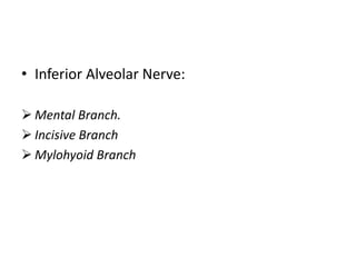 • Inferior Alveolar Nerve:
 Mental Branch.
 Incisive Branch
 Mylohyoid Branch
 