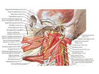 Trigeminal nerve