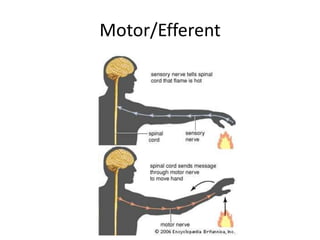 Motor/Efferent
 