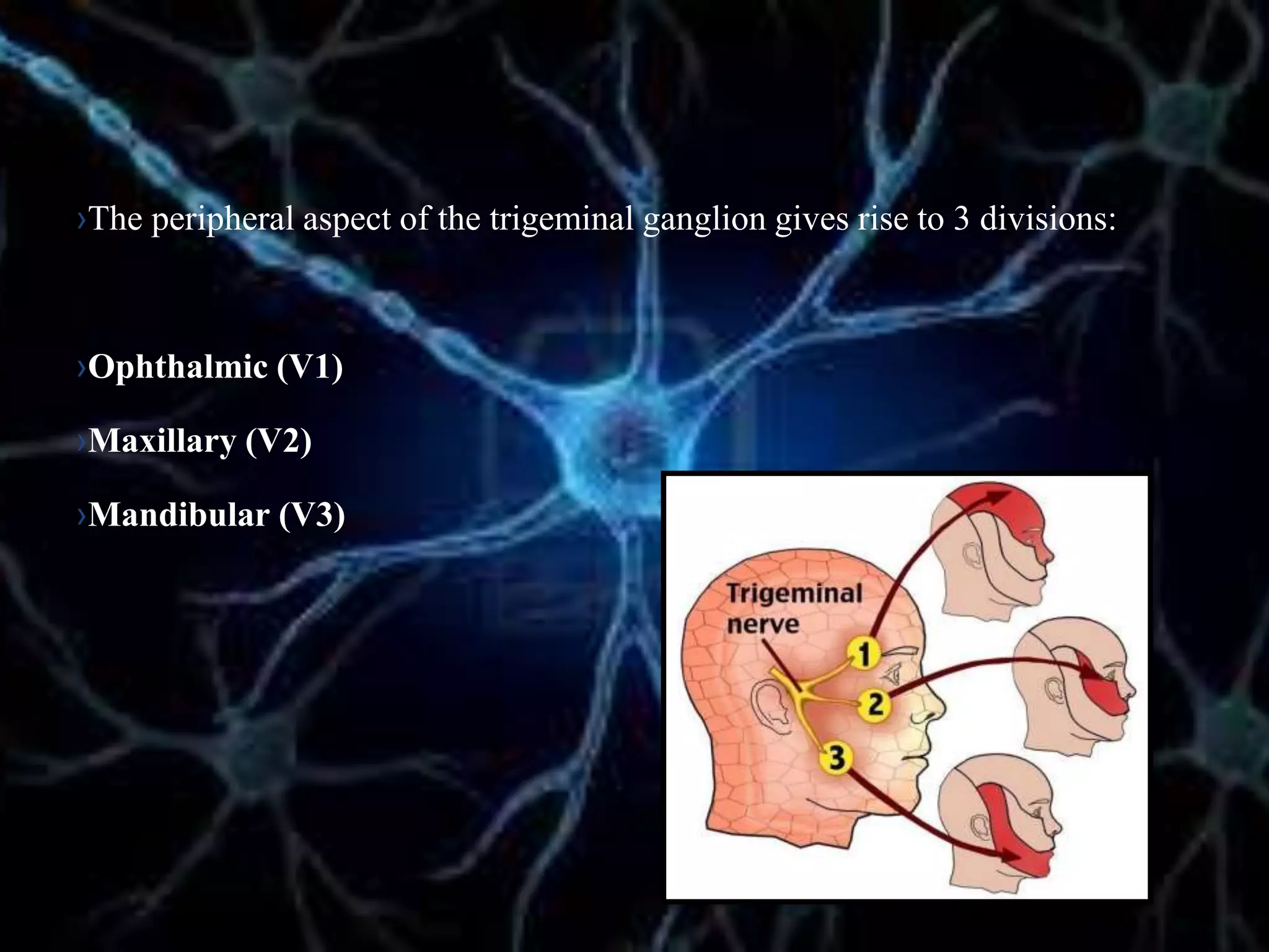 ›The peripheral aspect of the trigeminal ganglion gives rise to 3 divisions:
›Ophthalmic (V1)
›Maxillary (V2)
›Mandibular (V3)
 