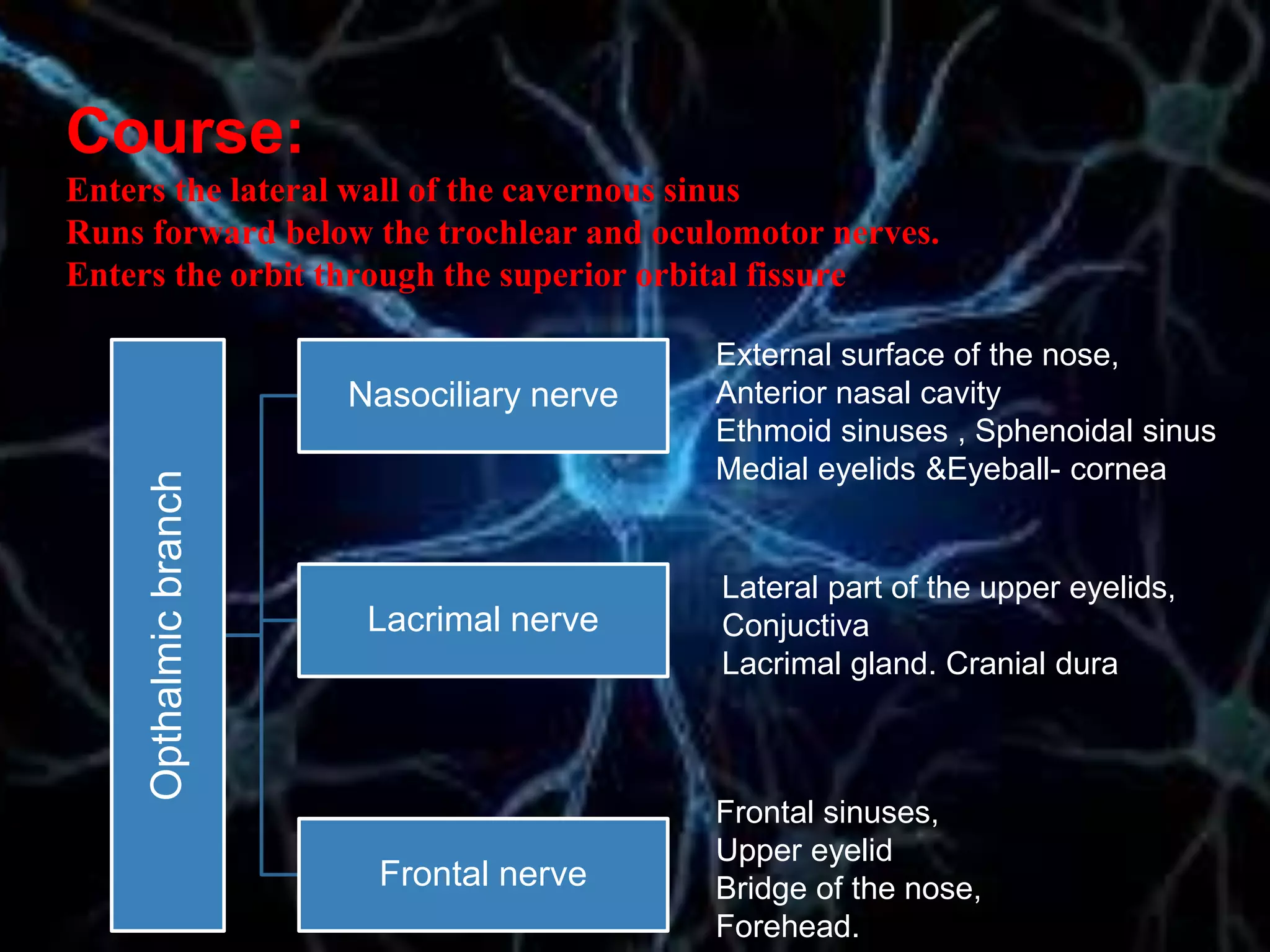 Course:
Enters the lateral wall of the cavernous sinus
Runs forward below the trochlear and oculomotor nerves.
Enters the orbit through the superior orbital fissure
Opthalmicbranch
Nasociliary nerve
Lacrimal nerve
Frontal nerve
External surface of the nose,
Anterior nasal cavity
Ethmoid sinuses , Sphenoidal sinus
Medial eyelids &Eyeball- cornea
Lateral part of the upper eyelids,
Conjuctiva
Lacrimal gland. Cranial dura
Frontal sinuses,
Upper eyelid
Bridge of the nose,
Forehead.
 