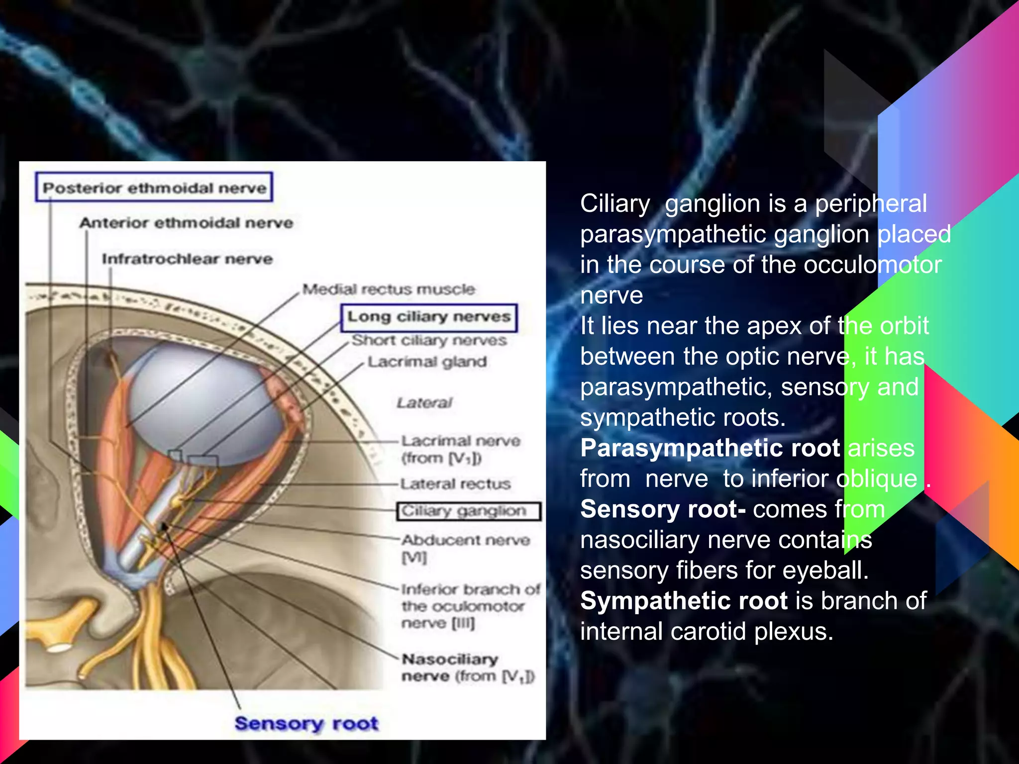 Ciliary ganglion Ciliary ganglion is a peripheral
parasympathetic ganglion placed
in the course of the occulomotor
nerve
It lies near the apex of the orbit
between the optic nerve, it has
parasympathetic, sensory and
sympathetic roots.
Parasympathetic root arises
from nerve to inferior oblique .
Sensory root- comes from
nasociliary nerve contains
sensory fibers for eyeball.
Sympathetic root is branch of
internal carotid plexus.
 