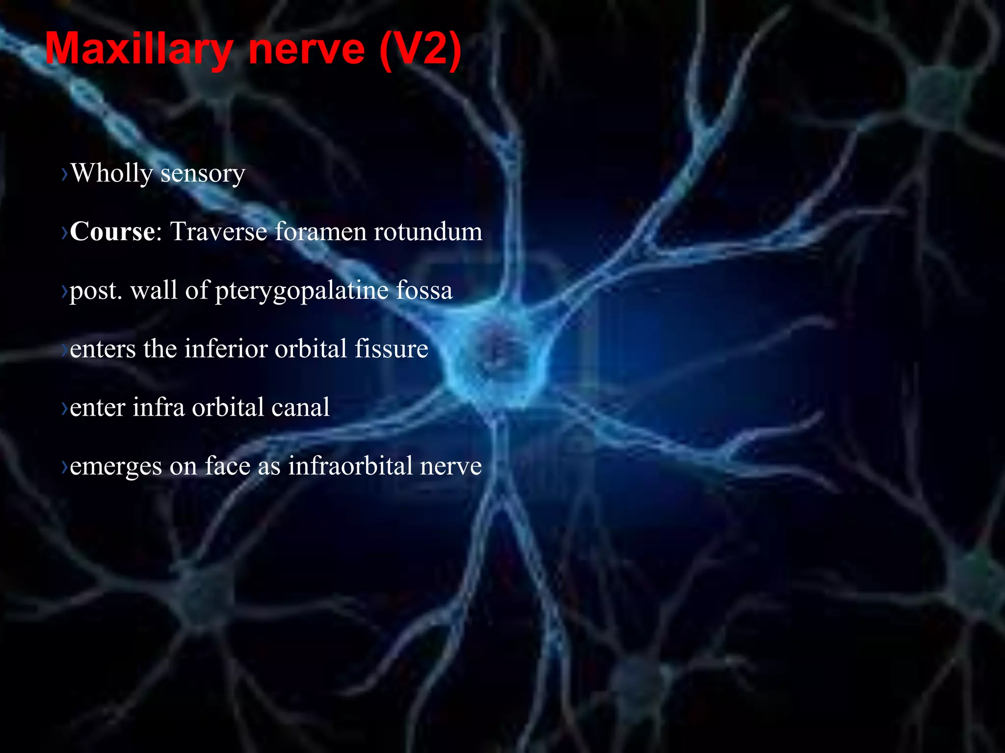 Maxillary nerve (V2)
›Wholly sensory
›Course: Traverse foramen rotundum
›post. wall of pterygopalatine fossa
›enters the inferior orbital fissure
›enter infra orbital canal
›emerges on face as infraorbital nerve
 