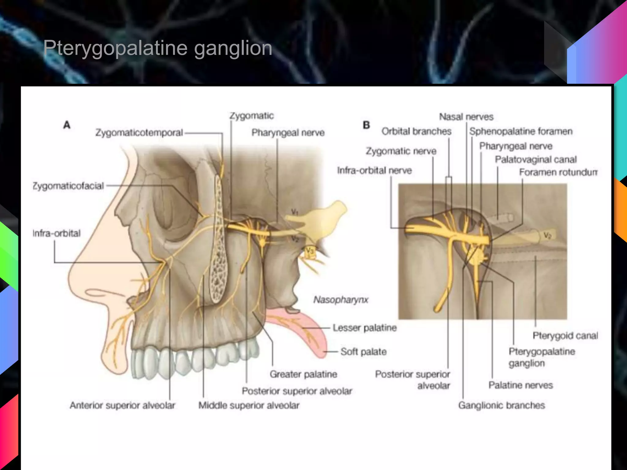 Pterygopalatine ganglion
 