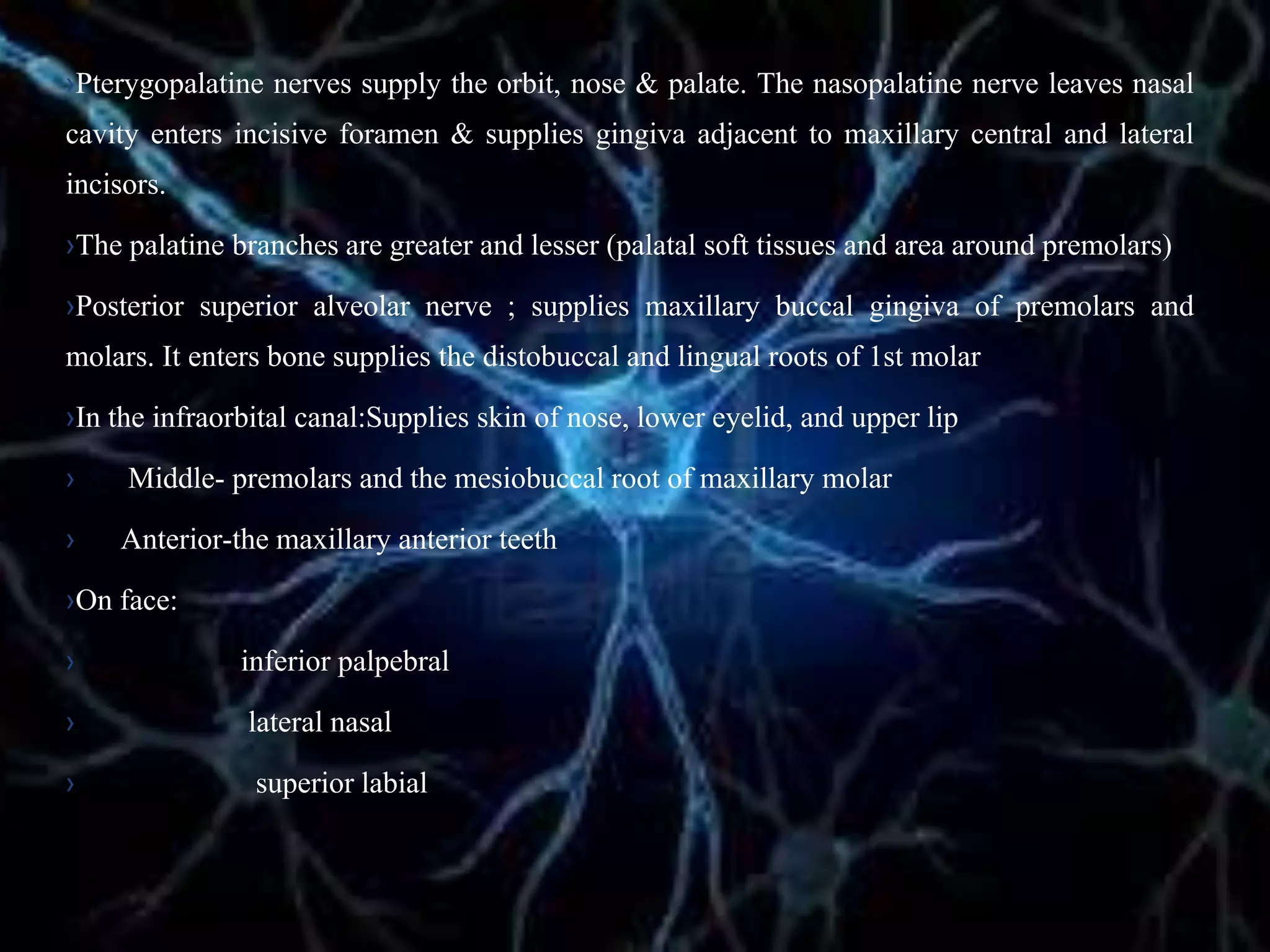 ›Pterygopalatine nerves supply the orbit, nose & palate. The nasopalatine nerve leaves nasal
cavity enters incisive foramen & supplies gingiva adjacent to maxillary central and lateral
incisors.
›The palatine branches are greater and lesser (palatal soft tissues and area around premolars)
›Posterior superior alveolar nerve ; supplies maxillary buccal gingiva of premolars and
molars. It enters bone supplies the distobuccal and lingual roots of 1st molar
›In the infraorbital canal:Supplies skin of nose, lower eyelid, and upper lip
› Middle- premolars and the mesiobuccal root of maxillary molar
› Anterior-the maxillary anterior teeth
›On face:
› inferior palpebral
› lateral nasal
› superior labial
 