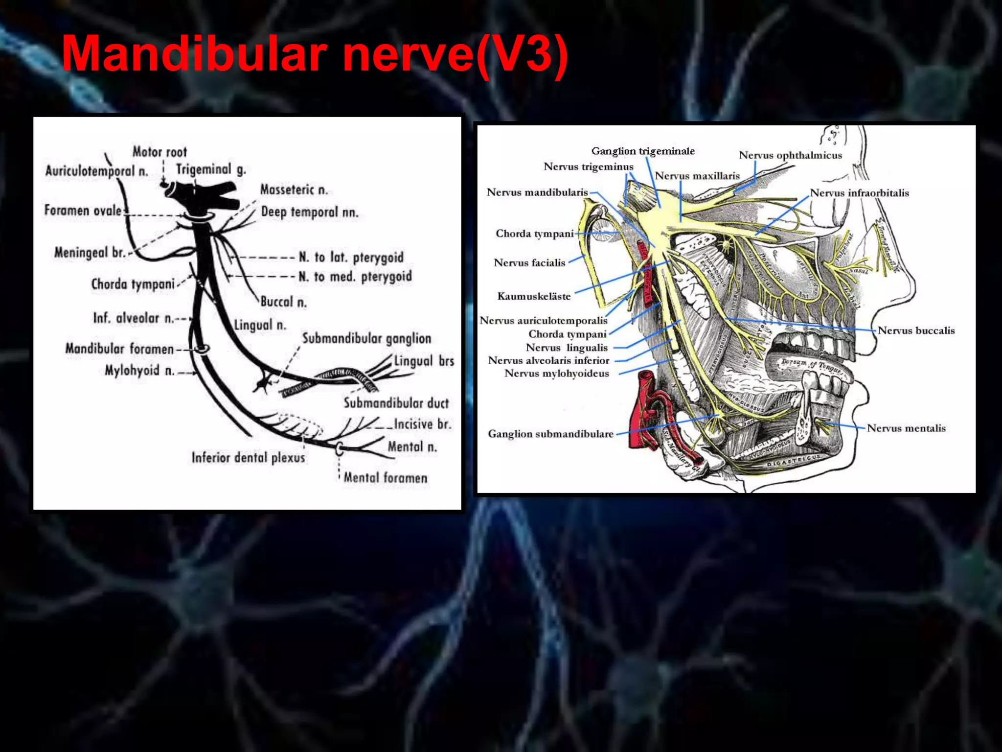 Mandibular nerve(V3)
 