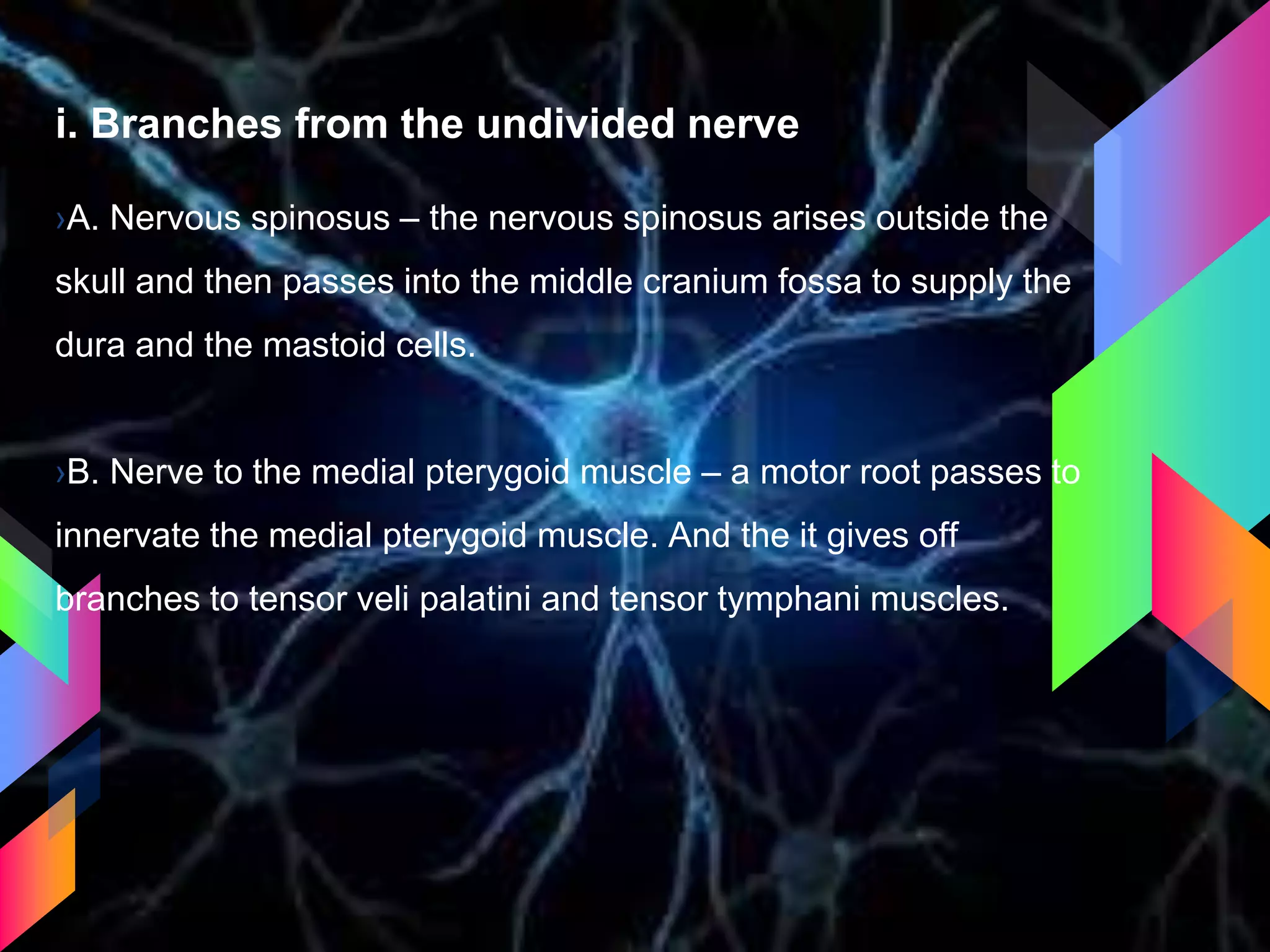 i. Branches from the undivided nerve
›A. Nervous spinosus – the nervous spinosus arises outside the
skull and then passes into the middle cranium fossa to supply the
dura and the mastoid cells.
›B. Nerve to the medial pterygoid muscle – a motor root passes to
innervate the medial pterygoid muscle. And the it gives off
branches to tensor veli palatini and tensor tymphani muscles.
 