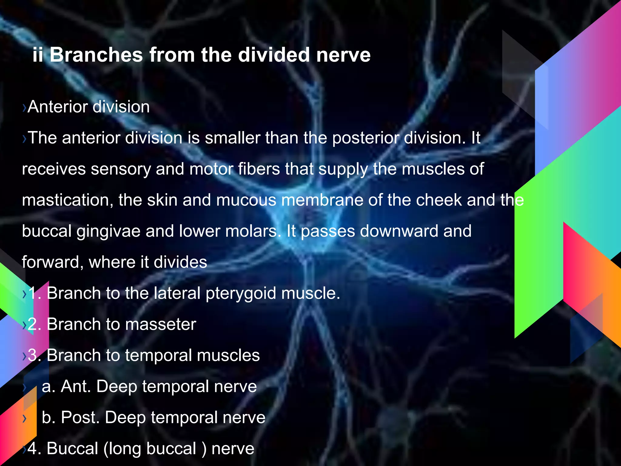 ii Branches from the divided nerve
›Anterior division
›The anterior division is smaller than the posterior division. It
receives sensory and motor fibers that supply the muscles of
mastication, the skin and mucous membrane of the cheek and the
buccal gingivae and lower molars. It passes downward and
forward, where it divides
›1. Branch to the lateral pterygoid muscle.
›2. Branch to masseter
›3. Branch to temporal muscles
› a. Ant. Deep temporal nerve
› b. Post. Deep temporal nerve
›4. Buccal (long buccal ) nerve
 