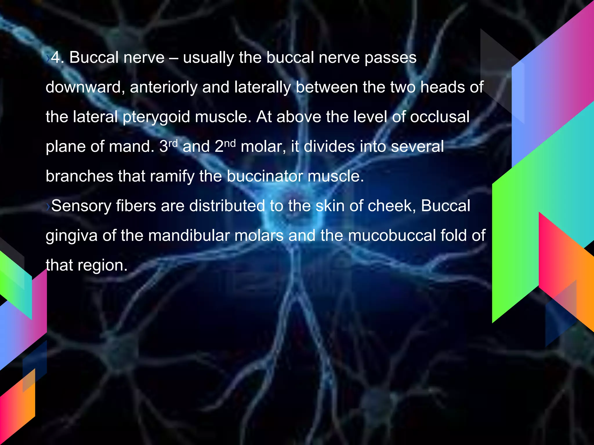›4. Buccal nerve – usually the buccal nerve passes
downward, anteriorly and laterally between the two heads of
the lateral pterygoid muscle. At above the level of occlusal
plane of mand. 3rd and 2nd molar, it divides into several
branches that ramify the buccinator muscle.
›Sensory fibers are distributed to the skin of cheek, Buccal
gingiva of the mandibular molars and the mucobuccal fold of
that region.
 
