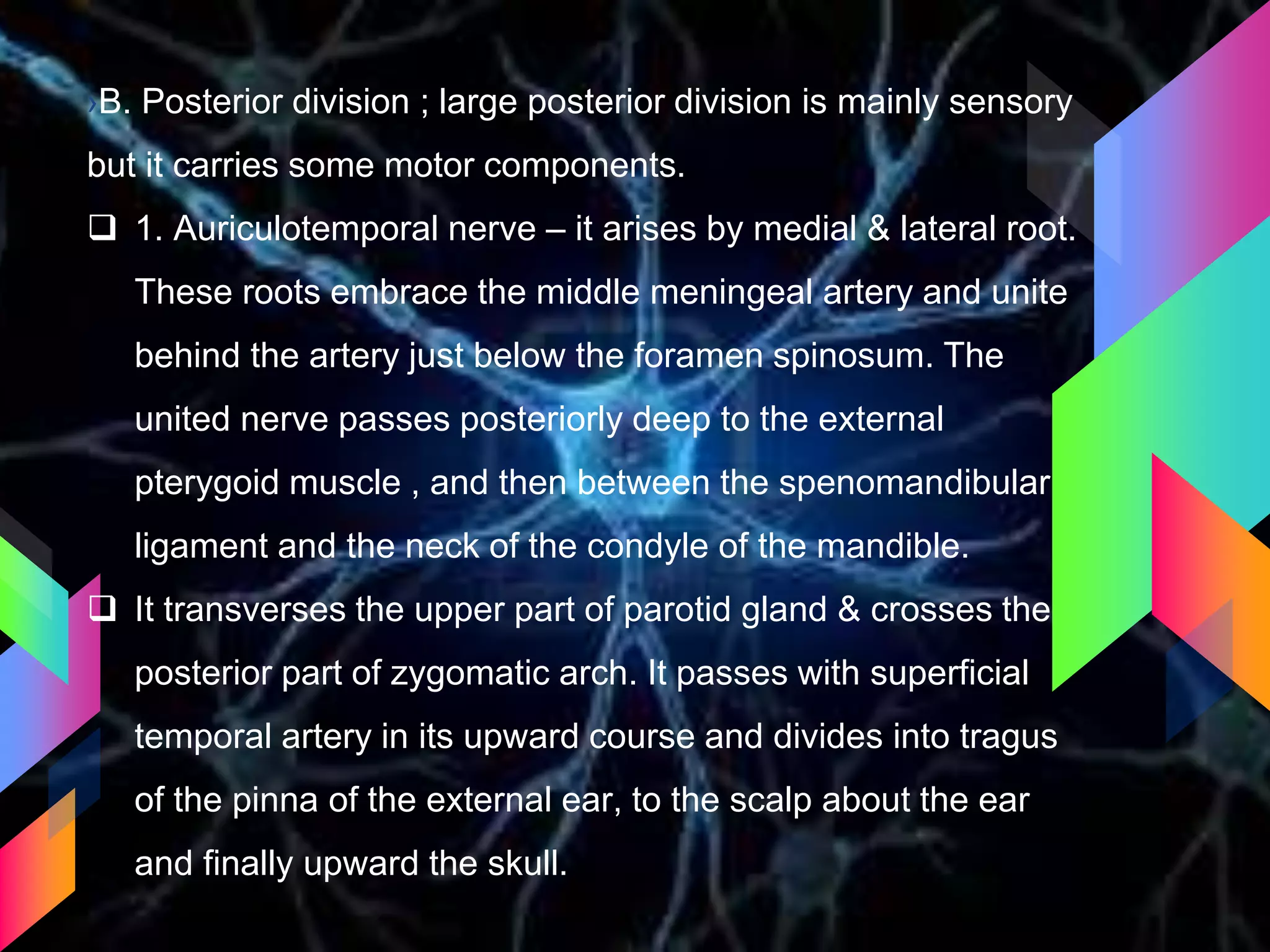 ›B. Posterior division ; large posterior division is mainly sensory
but it carries some motor components.
 1. Auriculotemporal nerve – it arises by medial & lateral root.
These roots embrace the middle meningeal artery and unite
behind the artery just below the foramen spinosum. The
united nerve passes posteriorly deep to the external
pterygoid muscle , and then between the spenomandibular
ligament and the neck of the condyle of the mandible.
 It transverses the upper part of parotid gland & crosses the
posterior part of zygomatic arch. It passes with superficial
temporal artery in its upward course and divides into tragus
of the pinna of the external ear, to the scalp about the ear
and finally upward the skull.
 