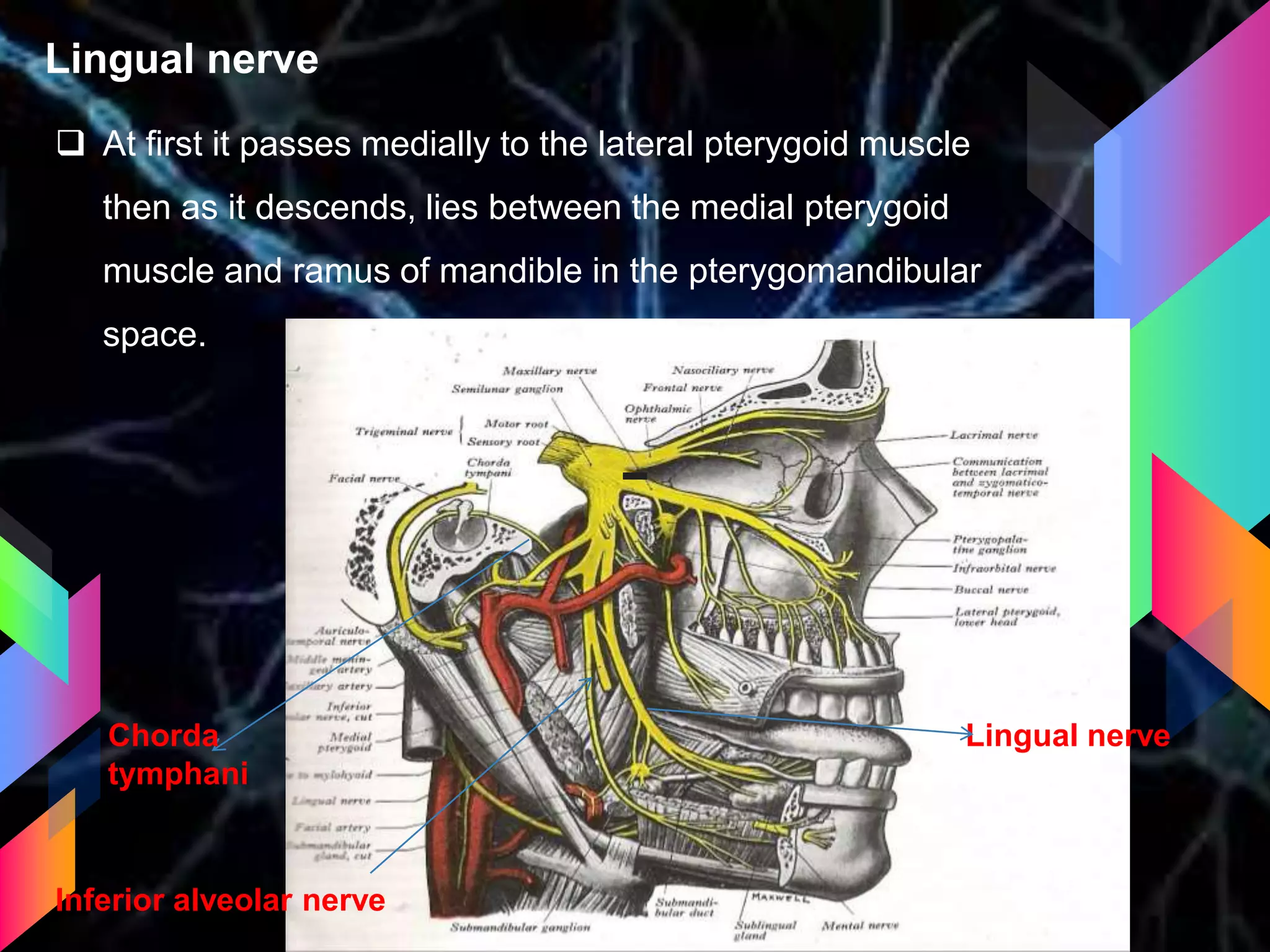 Lingual nerve
 At first it passes medially to the lateral pterygoid muscle
then as it descends, lies between the medial pterygoid
muscle and ramus of mandible in the pterygomandibular
space.
Chorda
tymphani
Lingual nerve
Inferior alveolar nerve
 