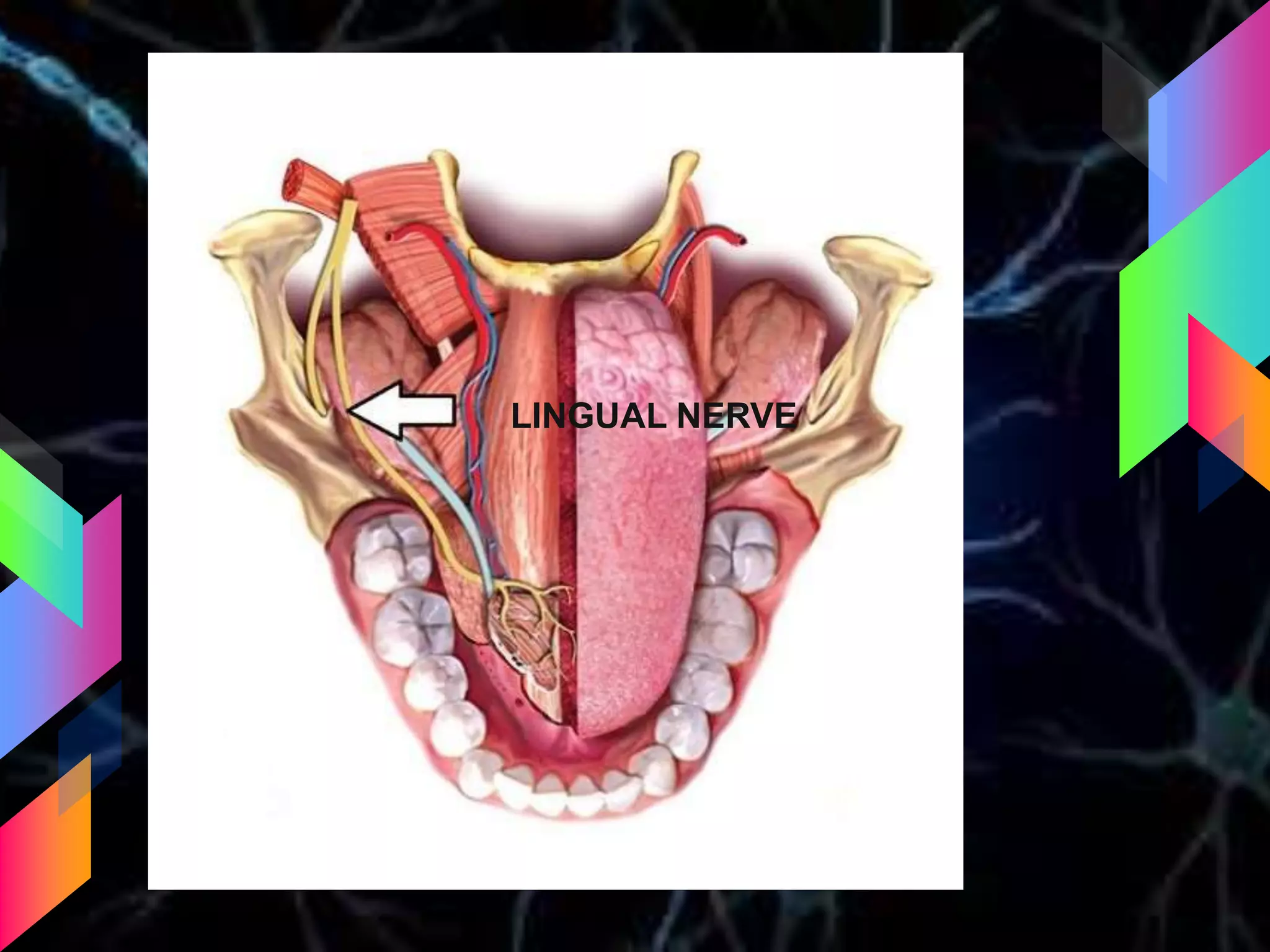 LINGUAL NERVE
 