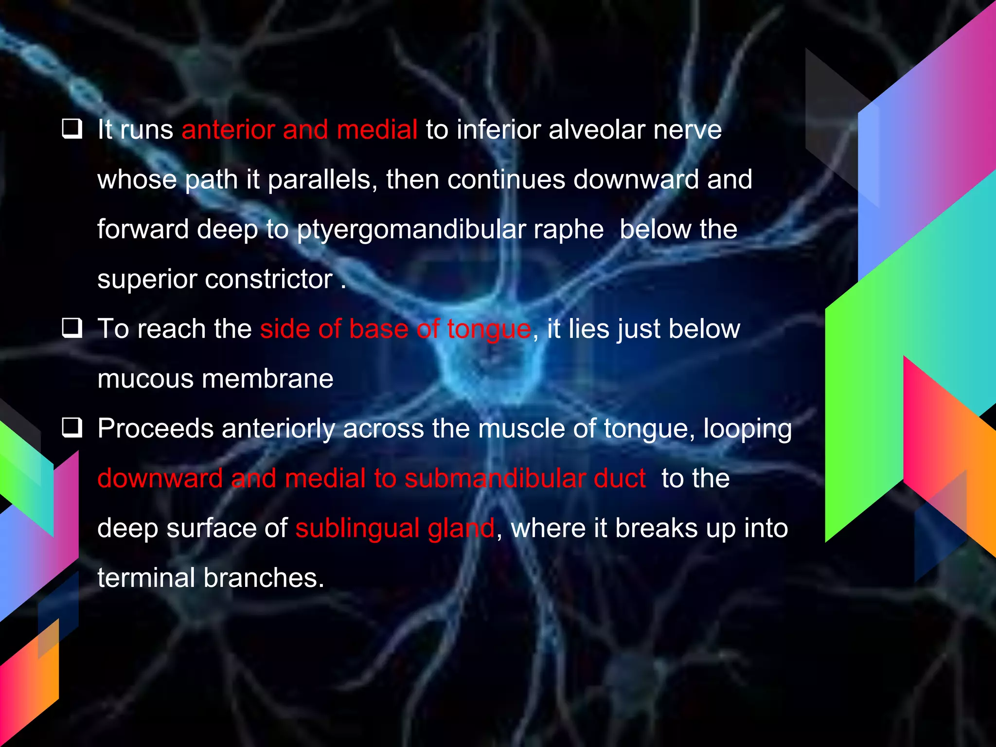  It runs anterior and medial to inferior alveolar nerve
whose path it parallels, then continues downward and
forward deep to ptyergomandibular raphe below the
superior constrictor .
 To reach the side of base of tongue, it lies just below
mucous membrane
 Proceeds anteriorly across the muscle of tongue, looping
downward and medial to submandibular duct to the
deep surface of sublingual gland, where it breaks up into
terminal branches.
 