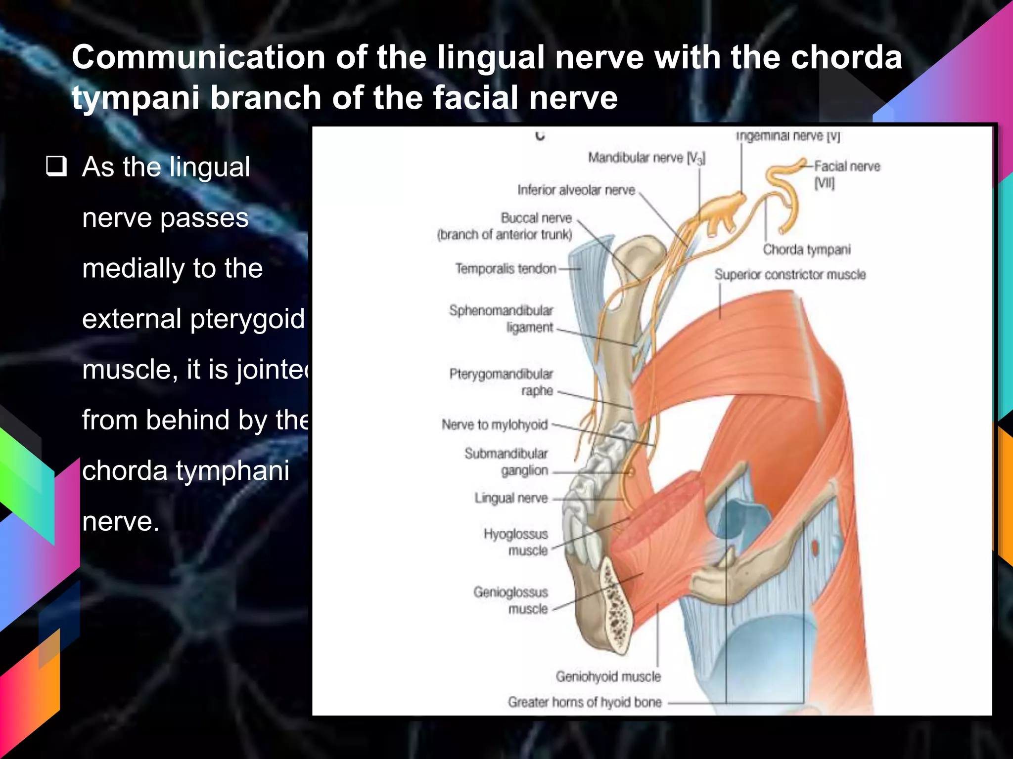 Communication of the lingual nerve with the chorda
tympani branch of the facial nerve
 As the lingual
nerve passes
medially to the
external pterygoid
muscle, it is jointed
from behind by the
chorda tymphani
nerve.
 