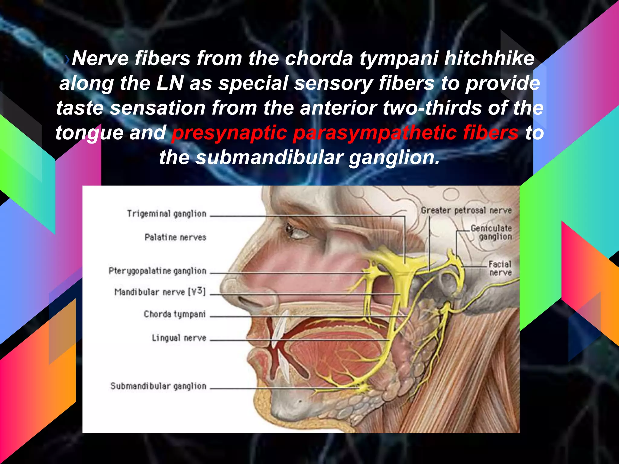 ›Nerve fibers from the chorda tympani hitchhike
along the LN as special sensory fibers to provide
taste sensation from the anterior two-thirds of the
tongue and presynaptic parasympathetic fibers to
the submandibular ganglion.
 