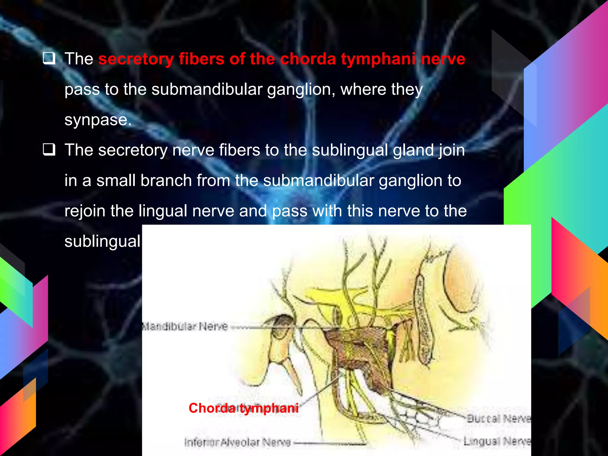  The secretory fibers of the chorda tymphani nerve
pass to the submandibular ganglion, where they
synpase.
 The secretory nerve fibers to the sublingual gland join
in a small branch from the submandibular ganglion to
rejoin the lingual nerve and pass with this nerve to the
sublingual gland
Chorda tymphani
 