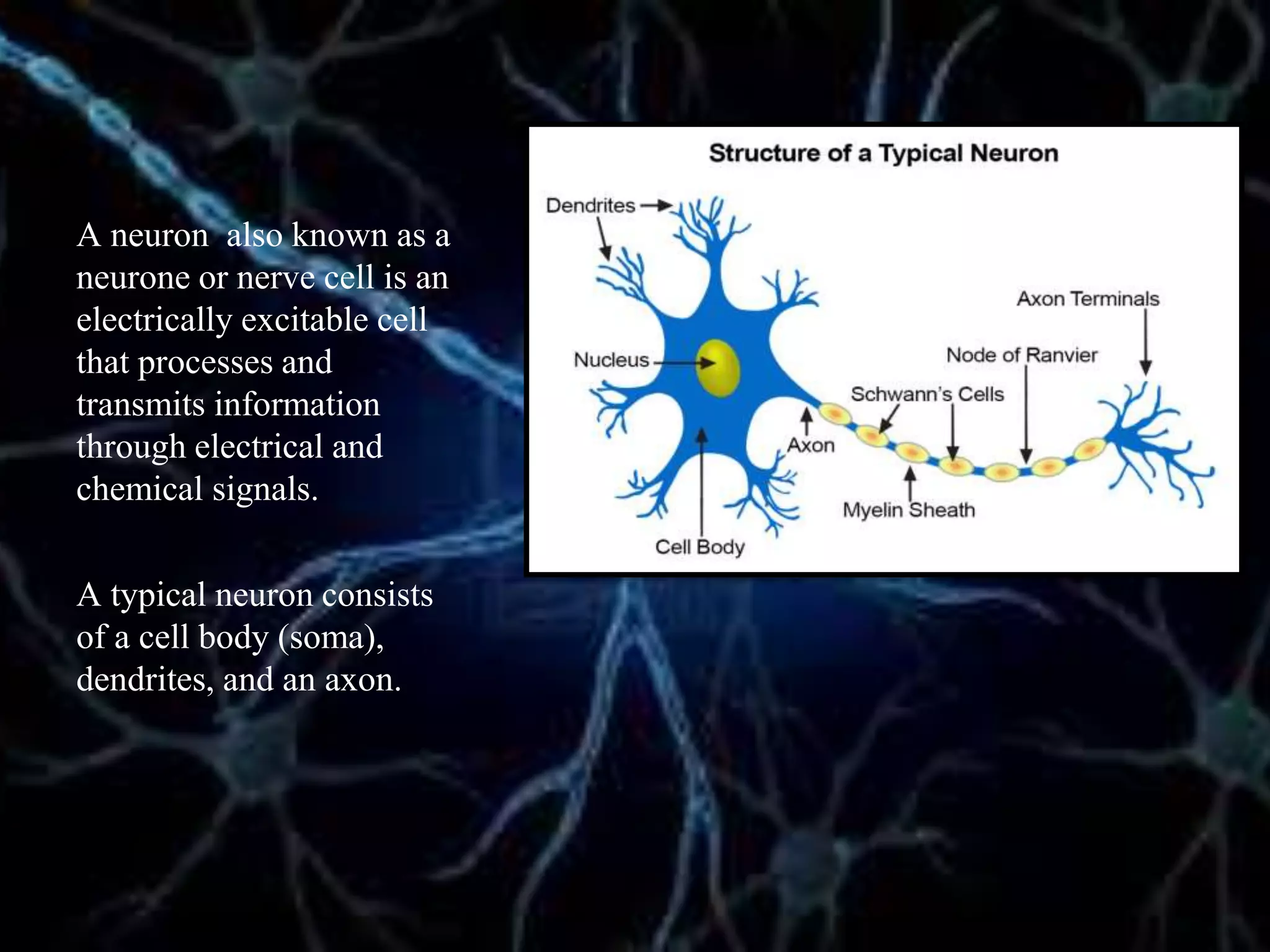 A neuron also known as a
neurone or nerve cell is an
electrically excitable cell
that processes and
transmits information
through electrical and
chemical signals.
A typical neuron consists
of a cell body (soma),
dendrites, and an axon.
 