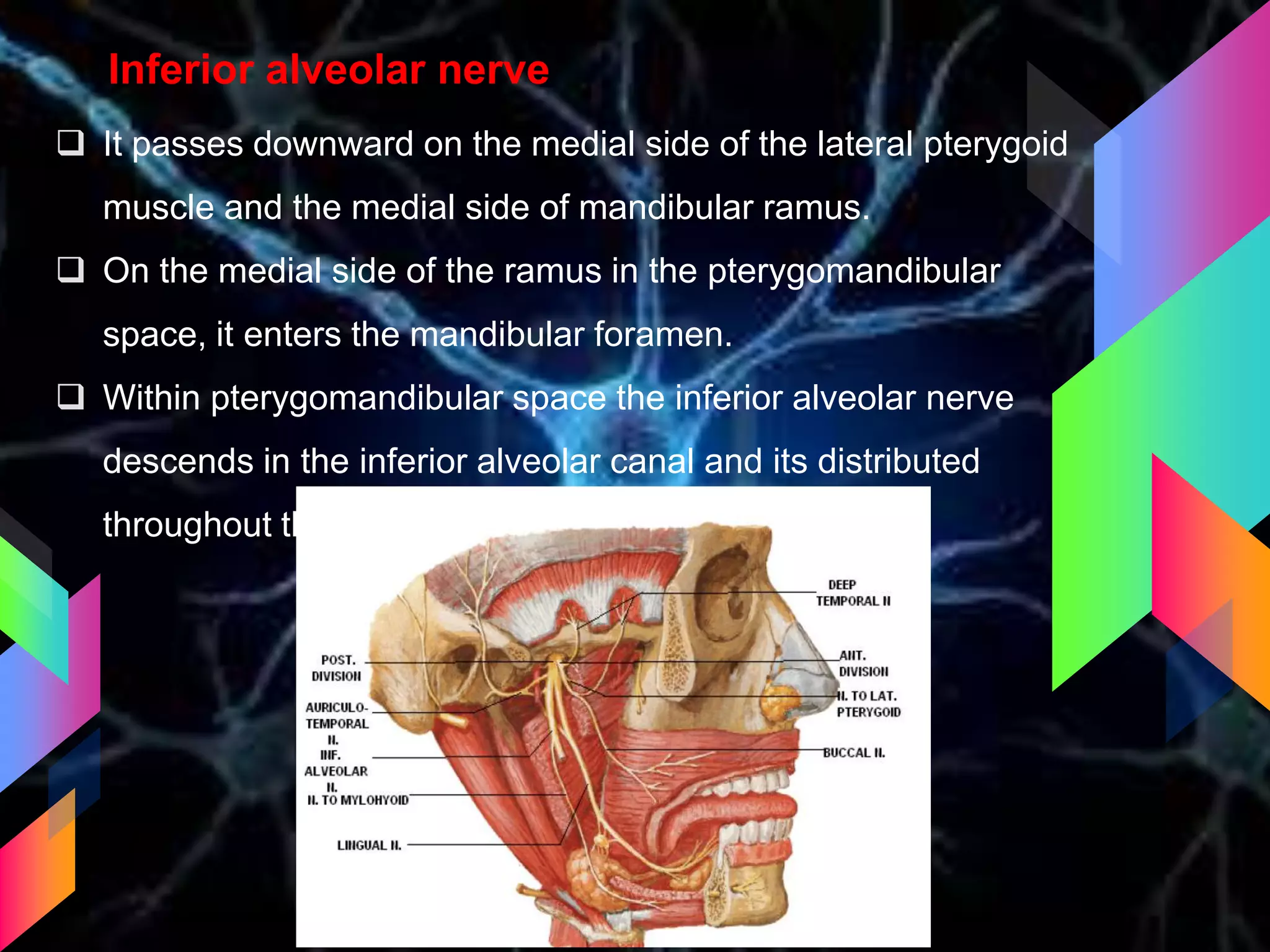 Inferior alveolar nerve
 It passes downward on the medial side of the lateral pterygoid
muscle and the medial side of mandibular ramus.
 On the medial side of the ramus in the pterygomandibular
space, it enters the mandibular foramen.
 Within pterygomandibular space the inferior alveolar nerve
descends in the inferior alveolar canal and its distributed
throughout the body of mandible.
 