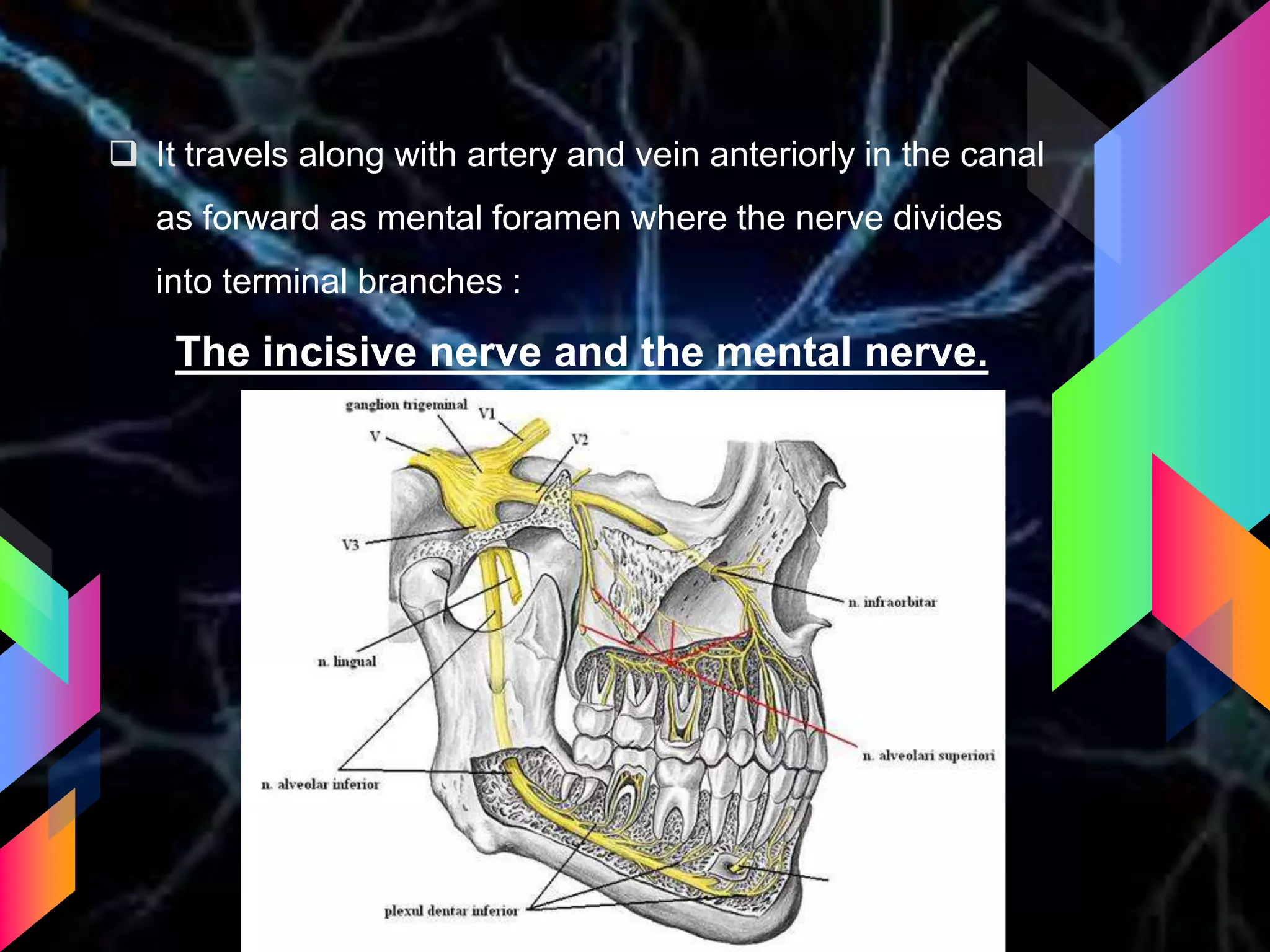  It travels along with artery and vein anteriorly in the canal
as forward as mental foramen where the nerve divides
into terminal branches :
The incisive nerve and the mental nerve.
 