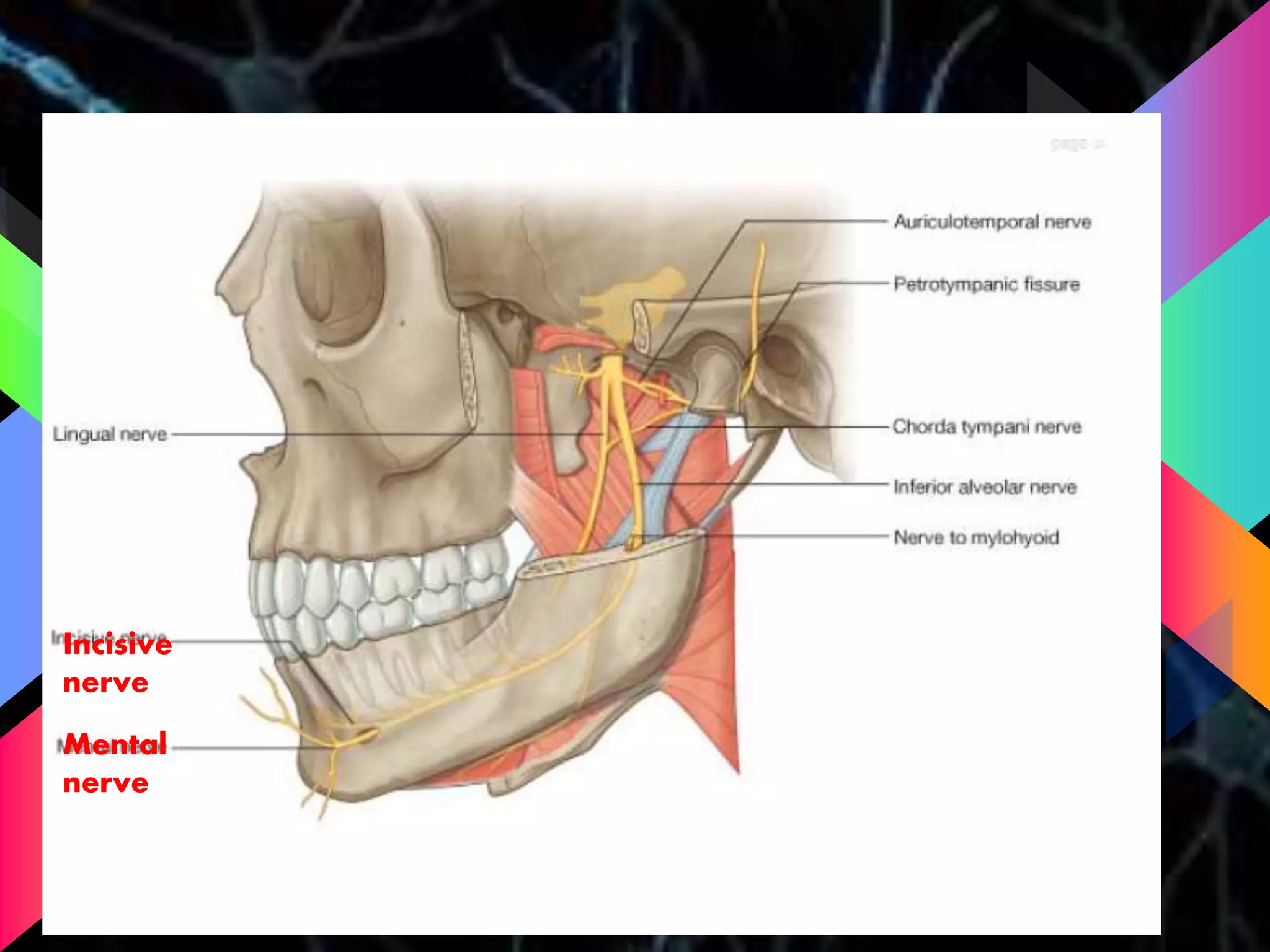 Mental
nerve
Incisive
nerve
 