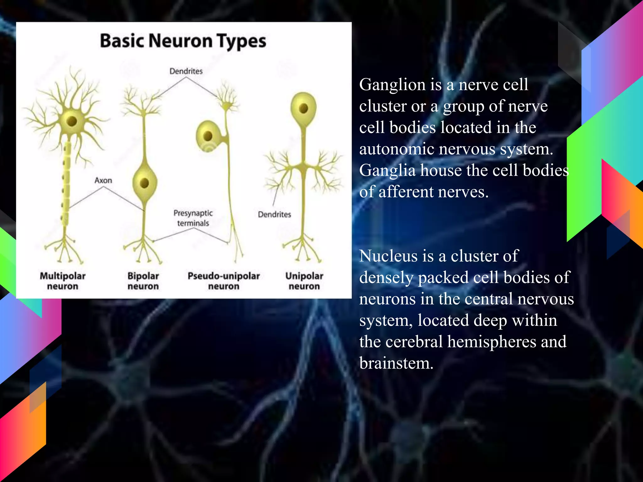 Ganglion is a nerve cell
cluster or a group of nerve
cell bodies located in the
autonomic nervous system.
Ganglia house the cell bodies
of afferent nerves.
Nucleus is a cluster of
densely packed cell bodies of
neurons in the central nervous
system, located deep within
the cerebral hemispheres and
brainstem.
 