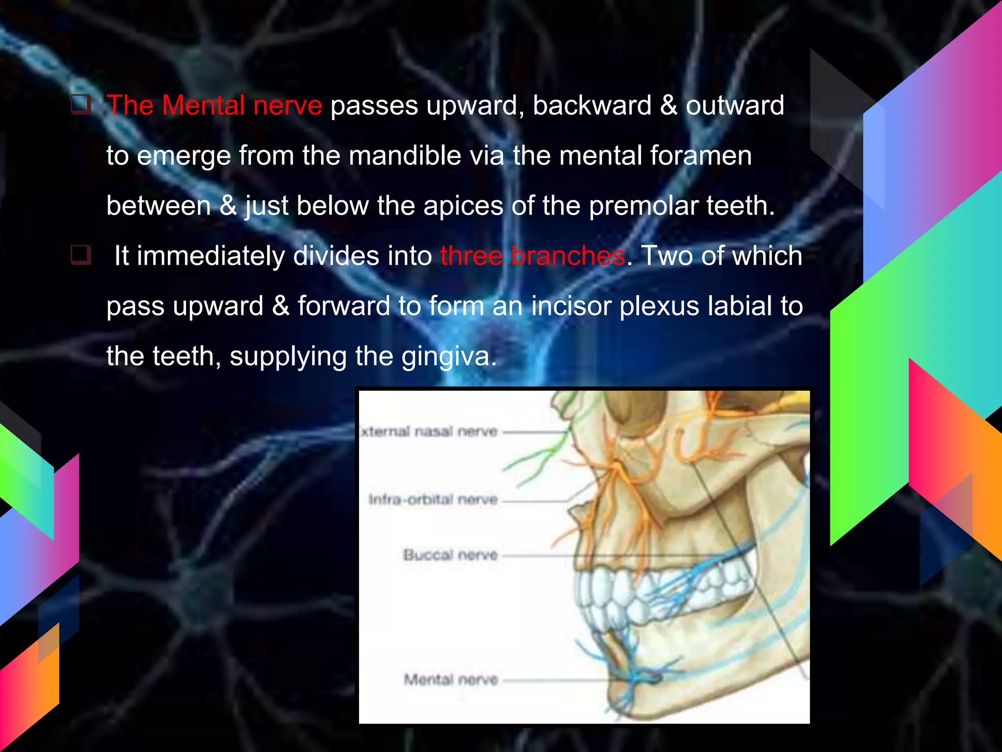  The Mental nerve passes upward, backward & outward
to emerge from the mandible via the mental foramen
between & just below the apices of the premolar teeth.
 It immediately divides into three branches. Two of which
pass upward & forward to form an incisor plexus labial to
the teeth, supplying the gingiva.
 