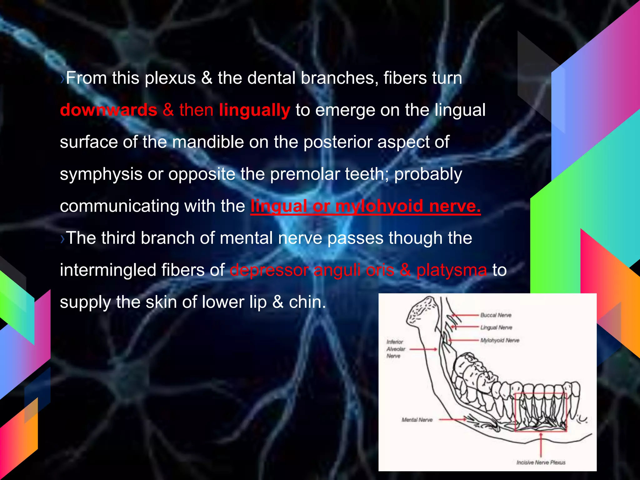 ›From this plexus & the dental branches, fibers turn
downwards & then lingually to emerge on the lingual
surface of the mandible on the posterior aspect of
symphysis or opposite the premolar teeth; probably
communicating with the lingual or mylohyoid nerve.
›The third branch of mental nerve passes though the
intermingled fibers of depressor anguli oris & platysma to
supply the skin of lower lip & chin.
 